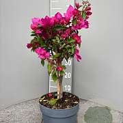 Bougainvillea glabra 70 cm stam 5,0L