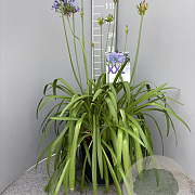 Agapanthus Eydori Blue GM 15L