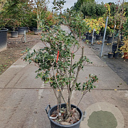 Rhododendron (AK) 'Knaphill Red' 125-150 cm container 