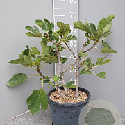 Ficus car. 'Black Mission' 40-50 cm 7,5L