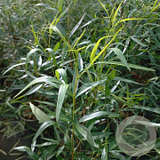 Rhus viminalis 125-150 cm 30L