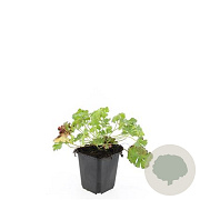 Geranium cant. 'Biokovo' GM P9