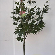 Acer pal. 'Osakazuki' 80-100 cm 5,0L