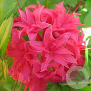 Rhododendron (AK) 'Homebush' 40 cm 5,0L