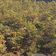 Acer japonicum 'Aconitifolium' 60-80 cm met kluit