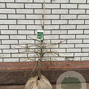 Acer pal. 'Dissectum' 50-60 cm met kluit
