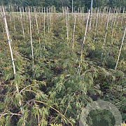 Acer pal. 'Dissectum' 60-80 cm met kluit