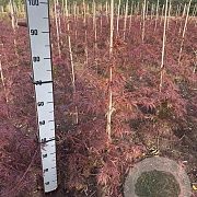 Acer pal. 'Garnet' 60-80 cm met kluit