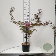 Acer pal. 'Inaba-shidare' 40-50 cm 5,0L