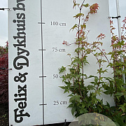 Acer pal. 'Osakazuki' 60-80 cm met kluit