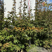Acer pal. 'Osakazuki' 100-125 cm met kluit