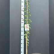 Akebia quinata 175-200 cm 7,5L