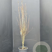 Amelanchier aln. 'Obelisk' 125-150 cm 15L
