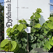 Cercis chinensis 'Avondale' 80-100 cm met kluit
