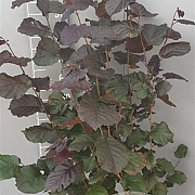 Corylus m. 'Purpurea' 80-100 cm 10L
