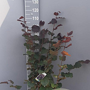 Corylus m. 'Purpurea' 100-125 cm 10L