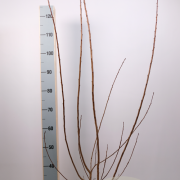 Cotinus cog. 'Royal Purple' 80-100 cm met kluit