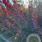 Cotinus cog. 'Royal Purple' 100-125 cm met kluit