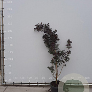 Cotinus cog. 'Royal Purple' 150-175 cm met kluit