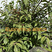 Euonymus alatus 80-100 cm met kluit