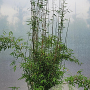 Fargesia 'Jiuzhaigou 1' 100-125 cm 10L