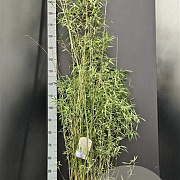 Fargesia 'Jiuzhaigou 1' 125-150 cm 10L