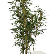 Fargesia robusta 'Campbell' 100-125 cm 10L
