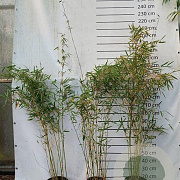 Fargesia robusta 'Campbell' 150-175 cm 10L