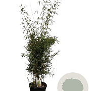 Fargesia robusta 'Campbell' 175-200 cm 30L