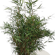 Fargesia scabrida 'Asian Wonder' 100-125 cm 15L