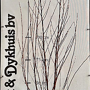 Halesia carolina 125-150 cm met kluit