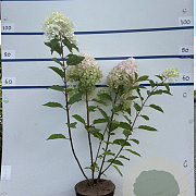 Hydrangea pan. 'Phantom' 60-80 cm 7,5L