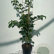 Hydrangea anomala petiolaris 60-80 cm 3,0L
