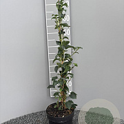 Hydrangea anomala petiolaris 60-80 cm 3,0L