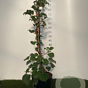 Hydrangea anomala petiolaris 60-80 cm 3,0L