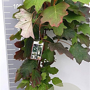 Hydrangea quercifolia 80-100 cm 10L