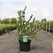 Lonicera fragrantissima 80-100 cm 10L