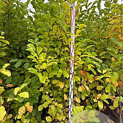 Magnolia kobus 200-225 cm met kluit