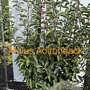 Malus 'Adirondack' 125-150 cm met kluit