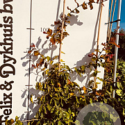 Parrotia persica 100-125 cm met kluit