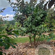 Parrotia persica 175-200 cm met kluit