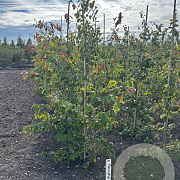 Parrotia persica 175-200 cm met kluit