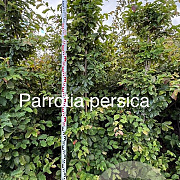 Parrotia persica 200-225 cm met kluit