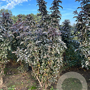 Sambucus nigra Black Tower 175-200 cm met kluit