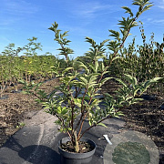 Sambucus racemosa 80-100 cm 7,5L