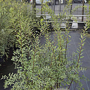 Spiraea cinerea 'Grefsheim' 100-125 cm 10L