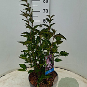 Syringa patula 'Miss Kim' 50-60 cm 7,5L
