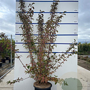 Viburnum bodn. 'Charles Lamont' 150-175 cm 20L