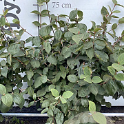 Viburnum carlesii 'Aurora' 80-100 cm met kluit