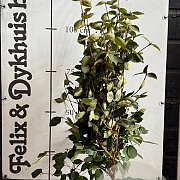Viburnum carlesii 'Aurora' 100-125 cm met kluit